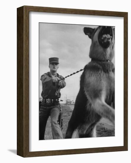 German Shepherd Trained to Protect Bombers at Sac Loring Air Force Base-null-Framed Photographic Print