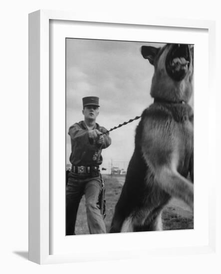 German Shepherd Trained to Protect Bombers at Sac Loring Air Force Base-null-Framed Photographic Print