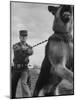 German Shepherd Trained to Protect Bombers at Sac Loring Air Force Base-null-Mounted Photographic Print