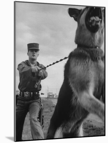 German Shepherd Trained to Protect Bombers at Sac Loring Air Force Base-null-Mounted Photographic Print