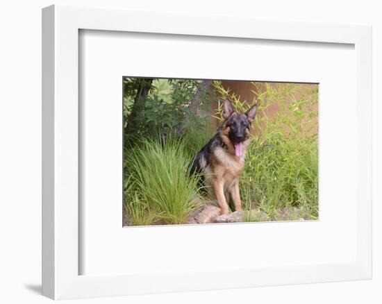 German Shepherd-Zandria Muench Beraldo-Framed Photographic Print