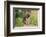 German Shepherd-Zandria Muench Beraldo-Framed Photographic Print