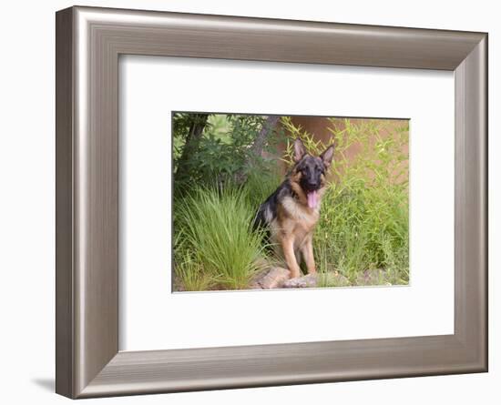 German Shepherd-Zandria Muench Beraldo-Framed Photographic Print