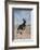 German Shepherd-Zandria Muench Beraldo-Framed Photographic Print