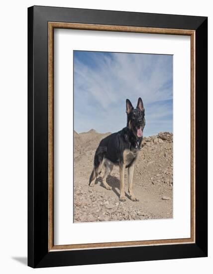 German Shepherd-Zandria Muench Beraldo-Framed Photographic Print