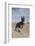 German Shepherd-Zandria Muench Beraldo-Framed Photographic Print