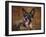 German Shepherd-Jai Johnson-Framed Giclee Print