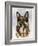 German Shepherd-Barbara Keith-Framed Giclee Print