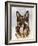 German Shepherd-Barbara Keith-Framed Giclee Print