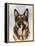 German Shepherd-Barbara Keith-Framed Premier Image Canvas