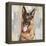 German Shepherd-Keri Rodgers-Framed Stretched Canvas