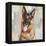 German Shepherd-Keri Rodgers-Framed Stretched Canvas