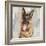 German Shepherd-Keri Rodgers-Framed Art Print