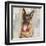 German Shepherd-Keri Rodgers-Framed Art Print