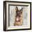 German Shepherd-Keri Rodgers-Framed Art Print