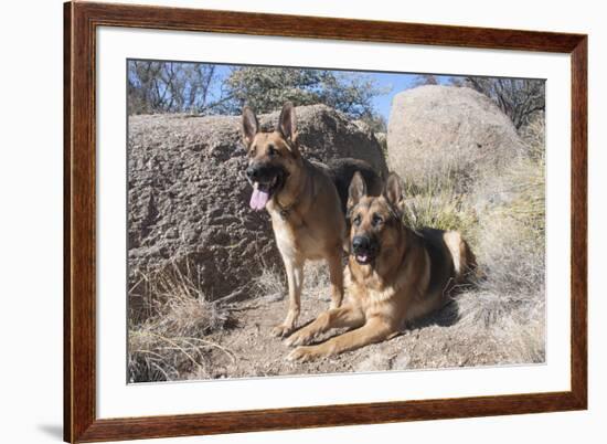 German Shepherds at desert park-Zandria Muench Beraldo-Framed Premium Photographic Print