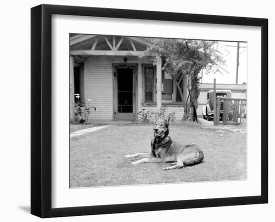 German Sheppard Mix Dog in the Front Yard, Ca. 1930.-Kirn Vintage Stock-Framed Photographic Print