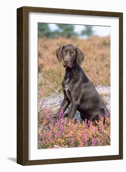 German Short-Haired Pointer Dog Puppy in Heather-null-Framed Photographic Print