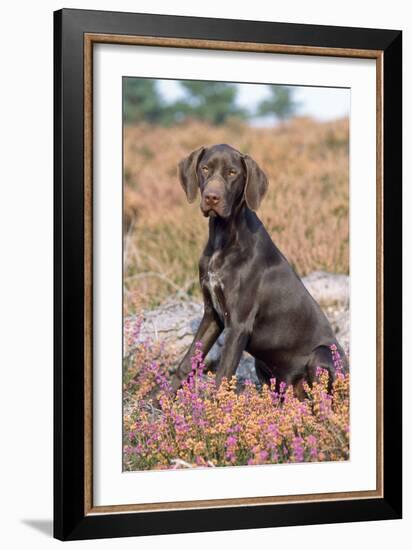 German Short-Haired Pointer Dog Puppy in Heather-null-Framed Photographic Print