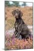 German Short-Haired Pointer Dog Puppy in Heather-null-Mounted Photographic Print