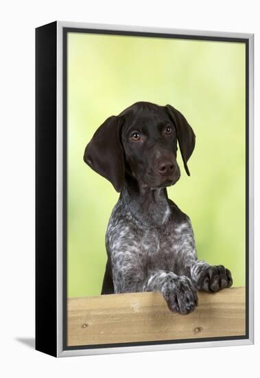 German Shorthaired Pointer Looking over a Fence-null-Framed Premier Image Canvas