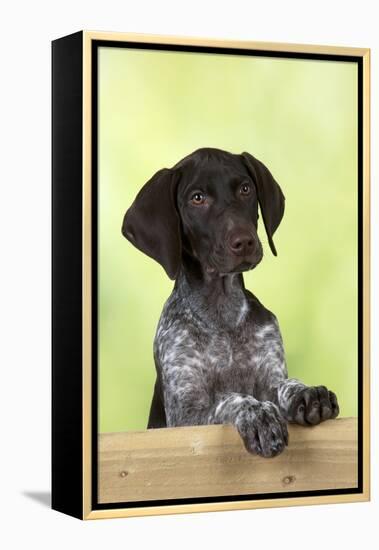 German Shorthaired Pointer Looking over a Fence-null-Framed Premier Image Canvas