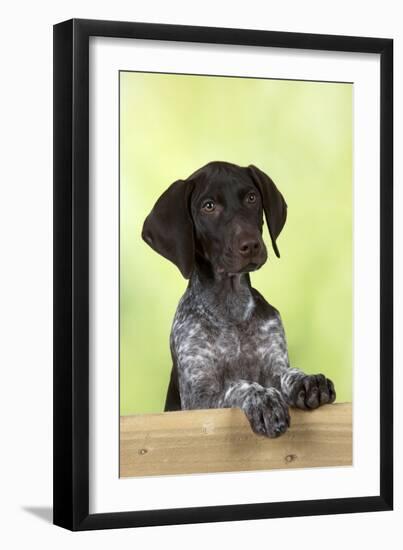 German Shorthaired Pointer Looking over a Fence-null-Framed Photographic Print