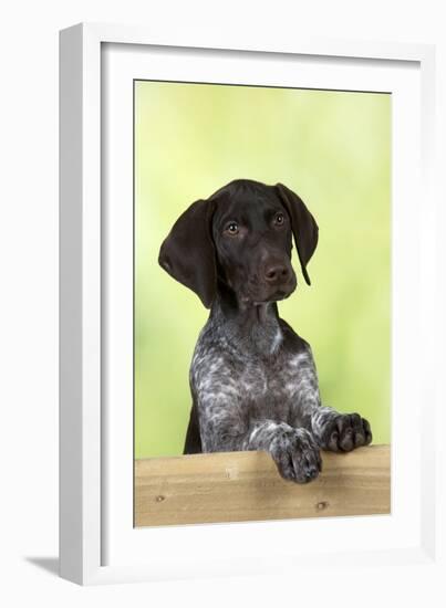 German Shorthaired Pointer Looking over a Fence-null-Framed Photographic Print