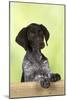 German Shorthaired Pointer Looking over a Fence-null-Mounted Photographic Print