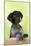 German Shorthaired Pointer Looking over a Fence-null-Mounted Photographic Print