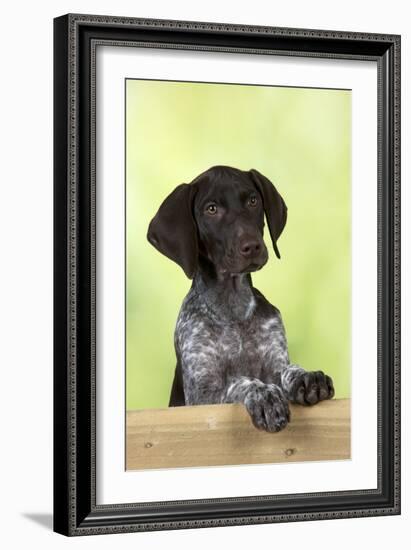 German Shorthaired Pointer Looking over a Fence-null-Framed Photographic Print