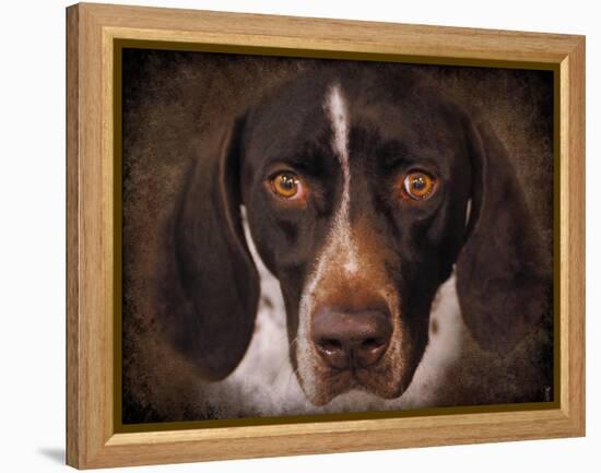 German Shorthaired Pointer Portrait-Jai Johnson-Framed Premier Image Canvas