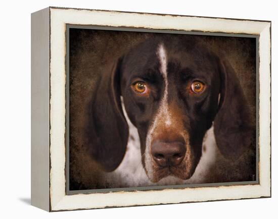 German Shorthaired Pointer Portrait-Jai Johnson-Framed Premier Image Canvas