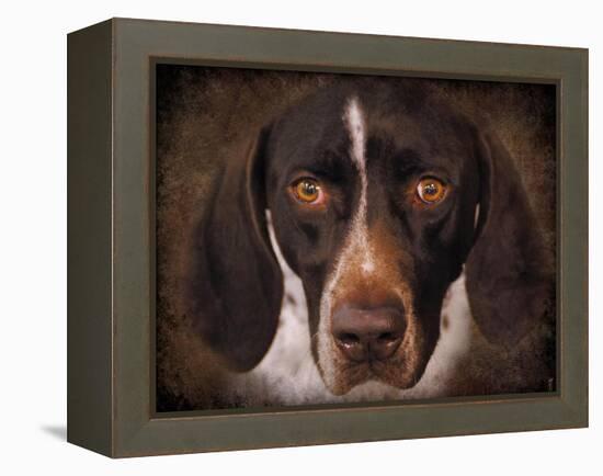 German Shorthaired Pointer Portrait-Jai Johnson-Framed Premier Image Canvas