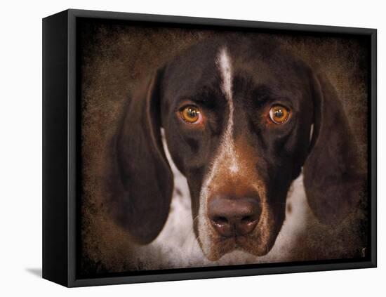 German Shorthaired Pointer Portrait-Jai Johnson-Framed Premier Image Canvas