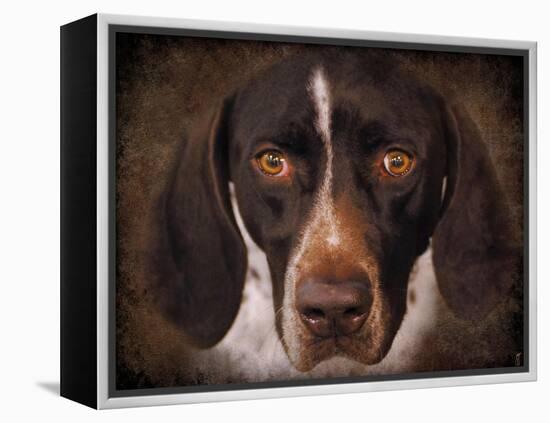 German Shorthaired Pointer Portrait-Jai Johnson-Framed Premier Image Canvas