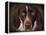 German Shorthaired Pointer Portrait-Jai Johnson-Framed Premier Image Canvas