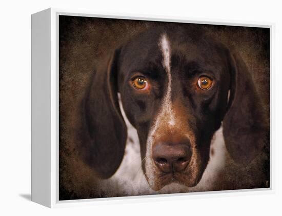 German Shorthaired Pointer Portrait-Jai Johnson-Framed Premier Image Canvas