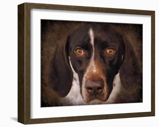 German Shorthaired Pointer Portrait-Jai Johnson-Framed Giclee Print