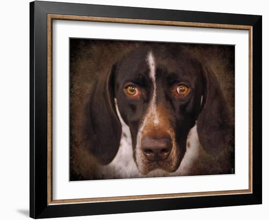 German Shorthaired Pointer Portrait-Jai Johnson-Framed Giclee Print