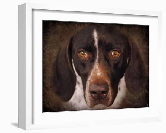 German Shorthaired Pointer Portrait-Jai Johnson-Framed Giclee Print