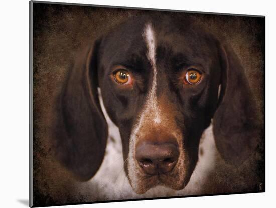 German Shorthaired Pointer Portrait-Jai Johnson-Mounted Giclee Print