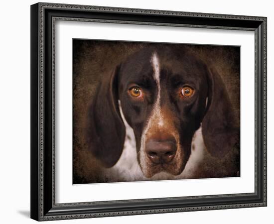 German Shorthaired Pointer Portrait-Jai Johnson-Framed Giclee Print