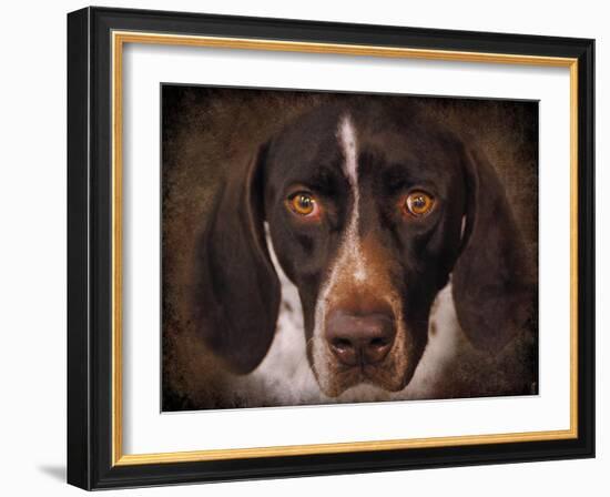 German Shorthaired Pointer Portrait-Jai Johnson-Framed Giclee Print