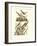 German Singing Birds-null-Framed Giclee Print