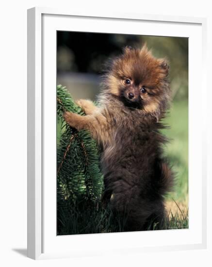 German Spitz (Klein) Puppy Climbing Branch-Adriano Bacchella-Framed Photographic Print