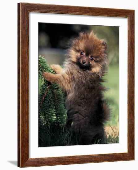 German Spitz (Klein) Puppy Climbing Branch-Adriano Bacchella-Framed Photographic Print