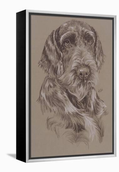 German Wirehaired Pointer-Barbara Keith-Framed Premier Image Canvas