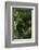 Germany, Baden-WŸrttemberg, Black Forest, Burgbach-Andreas Keil-Framed Photographic Print