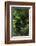 Germany, Baden-WŸrttemberg, Black Forest, Burgbach-Andreas Keil-Framed Photographic Print